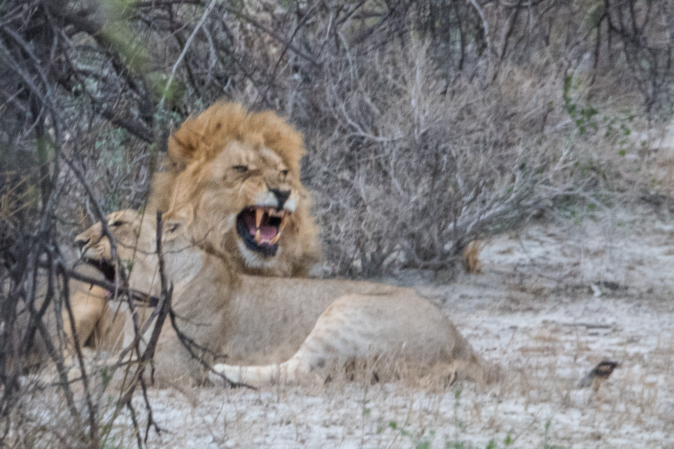 Bien que sa crinière soit encore  hérissée par l'excitation, le lion  rentre la langue et commence à fermer la gueule: le "test" de fécondité est négatif, Onguma Nature Reserve, Namibie.